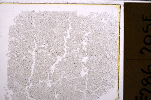 Plane Polarized, E29365