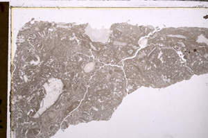 Plane Polarized, E29367