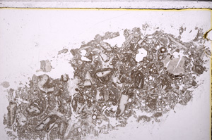 Plane Polarized, E29369