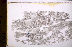 Plane Polarized, E29374