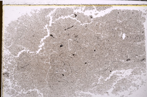 Plane Polarized, E29377