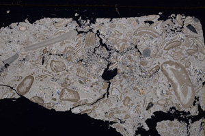 Cross Polarized, E29381