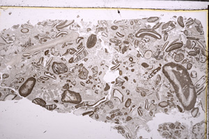 Plane Polarized, E29381