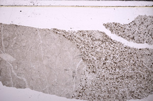 Plane Polarized, E29385