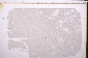 Plane Polarized, E29388