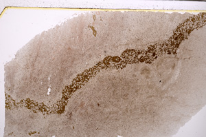 Plane Polarized, E29404