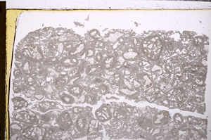 Plane Polarized, E29421