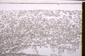 Plane Polarized, E29424