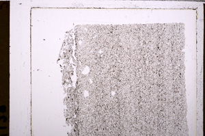 Plane Polarized, E29570