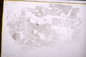 Plane Polarized, E29589