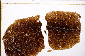 Plane Polarized, E29748