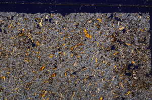 Cross Polarized, E29802
