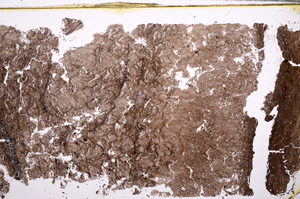 Plane Polarized, E29821