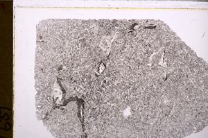 Plane Polarized, E29845