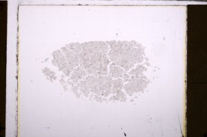 Plane Polarized, E29881