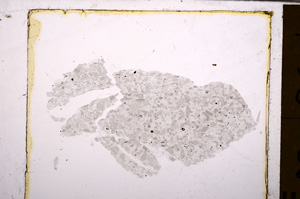 Plane Polarized, E30008