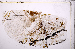 Plane Polarized, E30258