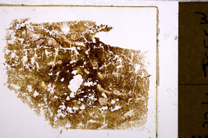 Plane Polarized, E30260