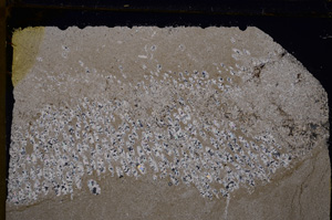 Cross Polarized, E30278