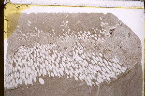 Plane Polarized, E30278