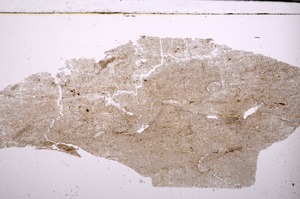 Plane Polarized, E30279