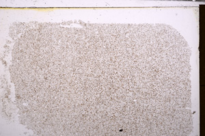 Plane Polarized, E30292