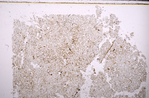 Plane Polarized, E30340