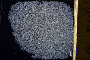 Cross Polarized, E30414