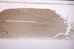 Plane Polarized, E30445