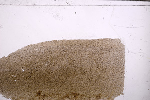 Plane Polarized, E30451