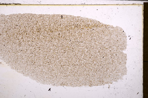 Plane Polarized, E30469