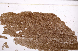 Plane Polarized, E30484
