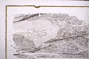 Plane Polarized, E30499