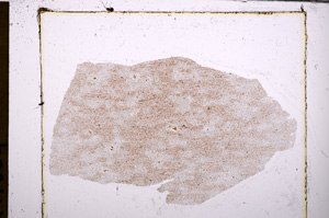 Plane Polarized, E30749