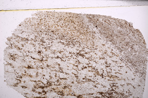 Plane Polarized, E30840