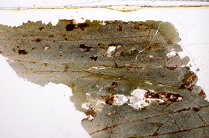 Plane Polarized, E30851