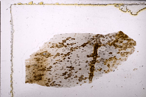 Plane Polarized, E30858