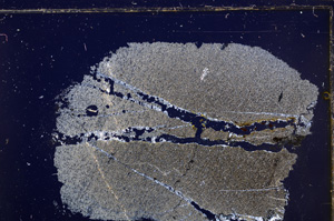 Cross Polarized, E30877