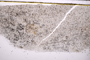Plane Polarized, E30886