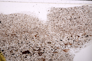 Plane Polarized, E30902