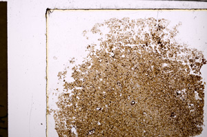Plane Polarized, E30926