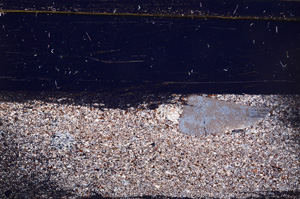 Cross Polarized, E30936