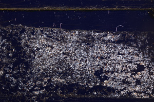 Cross Polarized, E30950