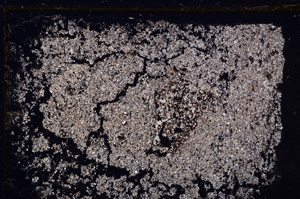 Cross Polarized, E30953