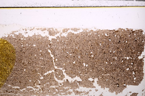 Plane Polarized, E30965