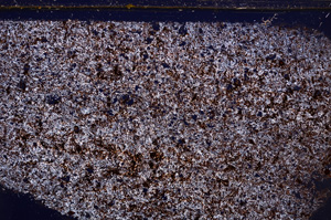 Cross Polarized, E30969