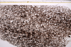 Plane Polarized, E30969