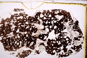 Plane Polarized, E30973