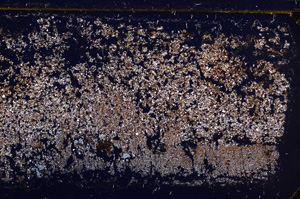 Cross Polarized, E30974