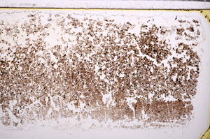 Plane Polarized, E30974